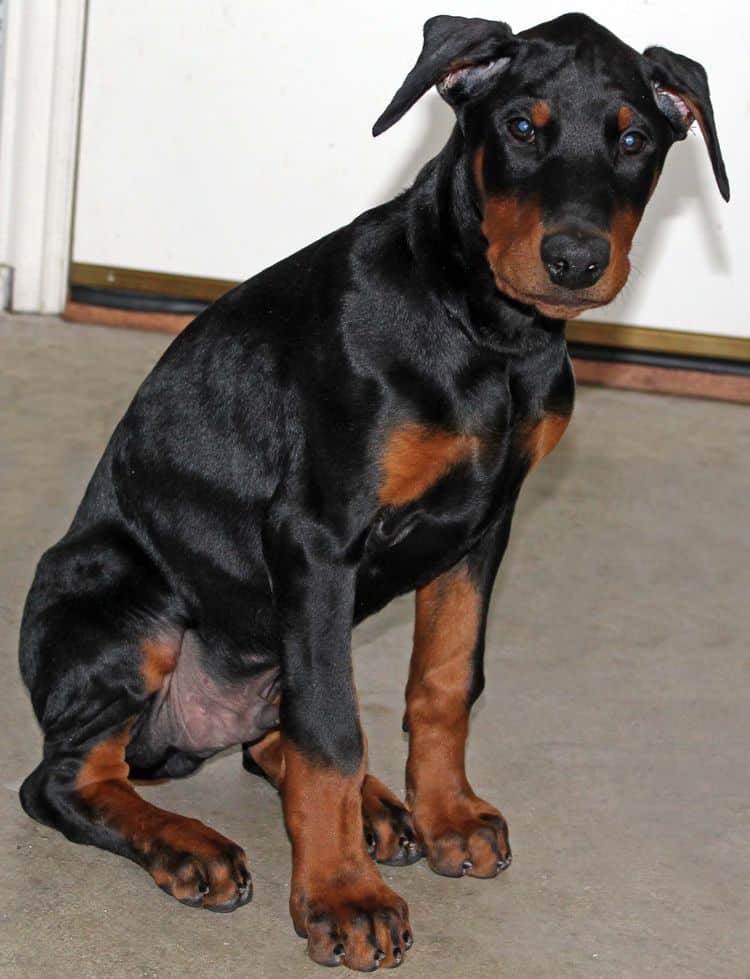 black and rust male doberman pupp; champion sired