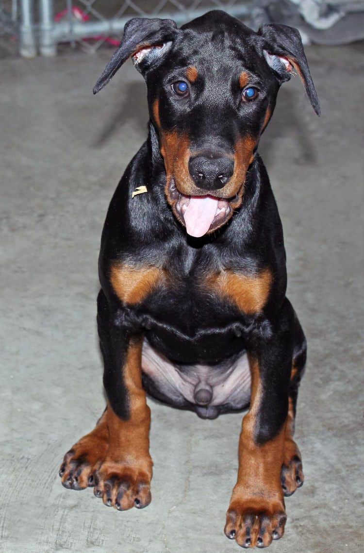 black and rust male doberman pupp; champion sired