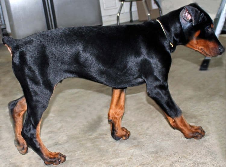 black and rust male doberman pupp; champion sired