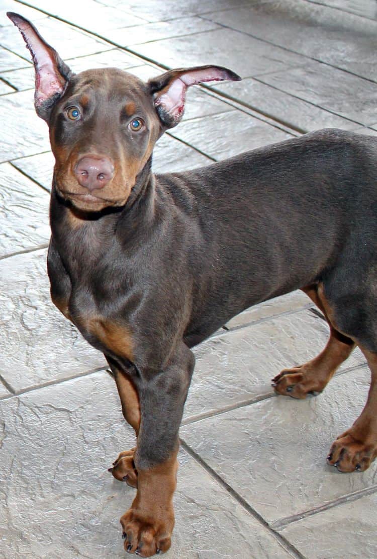 red and rust male doberman pup with ears cropped; champion sired