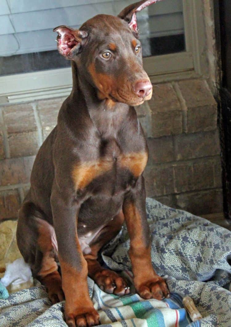 red and rust male doberman pup with ears cropped; champion sired