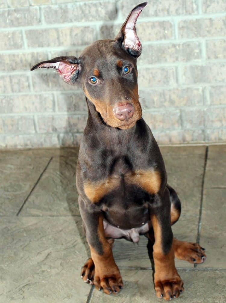 red and rust male doberman pup with ears cropped; champion sired