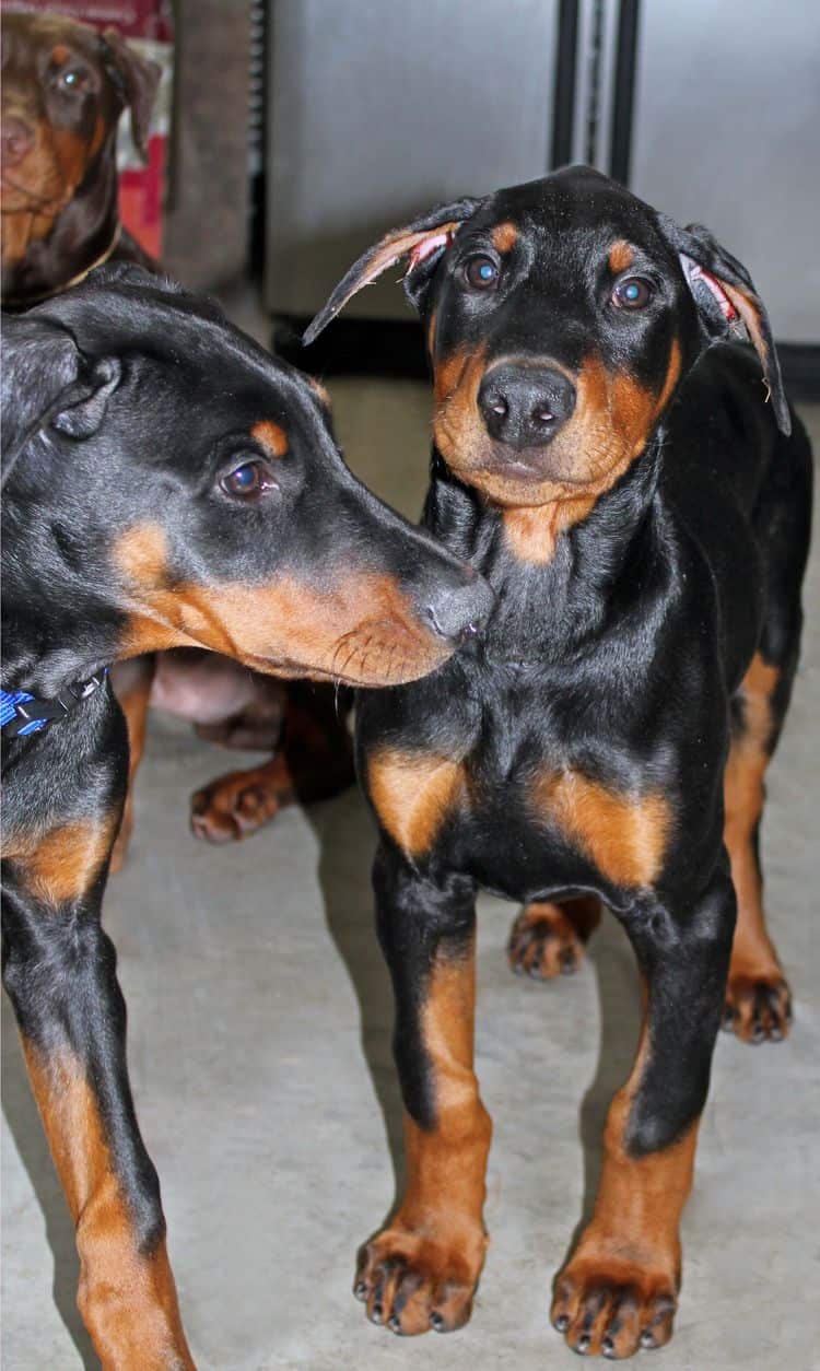 black and rust male doberman pupp; champion sired