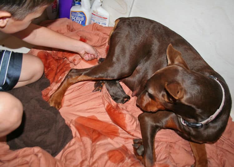 day old doberman puppies birth pictures to tail docks