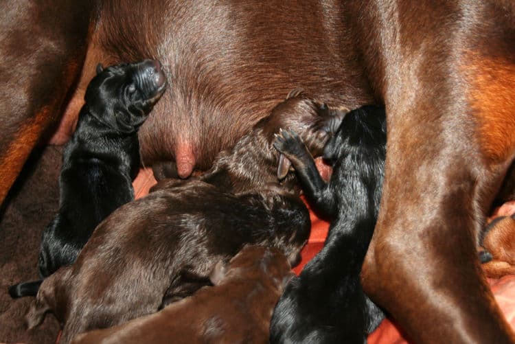 day old doberman puppies birth pictures to tail docks