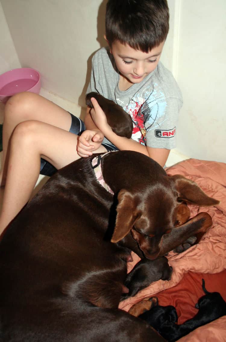 day old doberman puppies birth pictures to tail docks