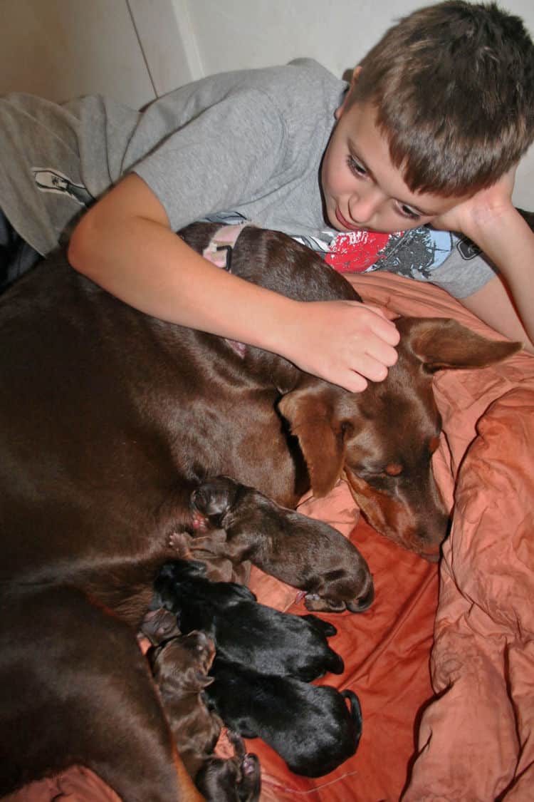 day old doberman puppies birth pictures to tail docks