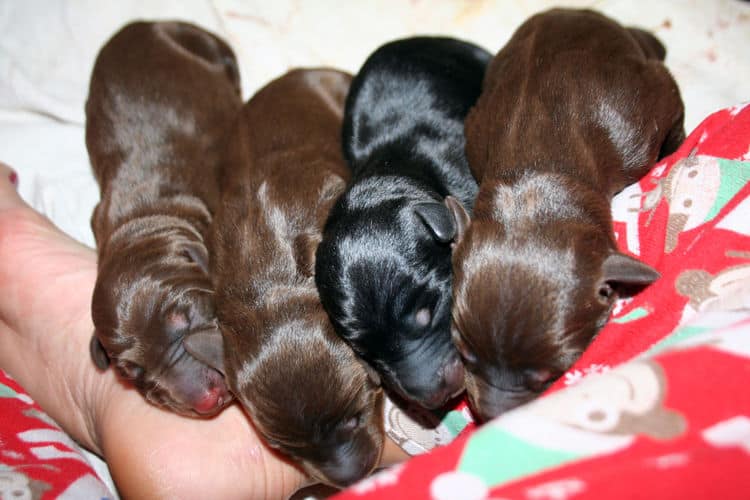 day old doberman puppies birth pictures to tail docks