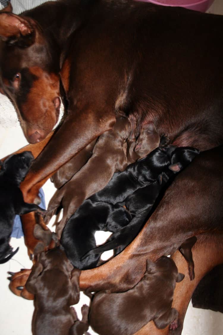 day old doberman puppies birth pictures to tail docks