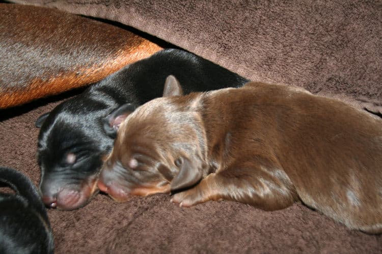 day old doberman puppies birth pictures to tail docks