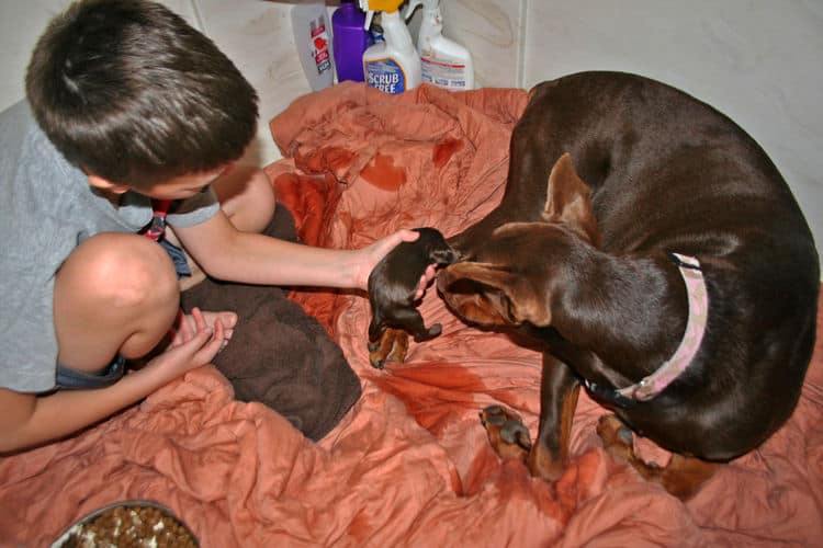 day old doberman puppies birth pictures to tail docks