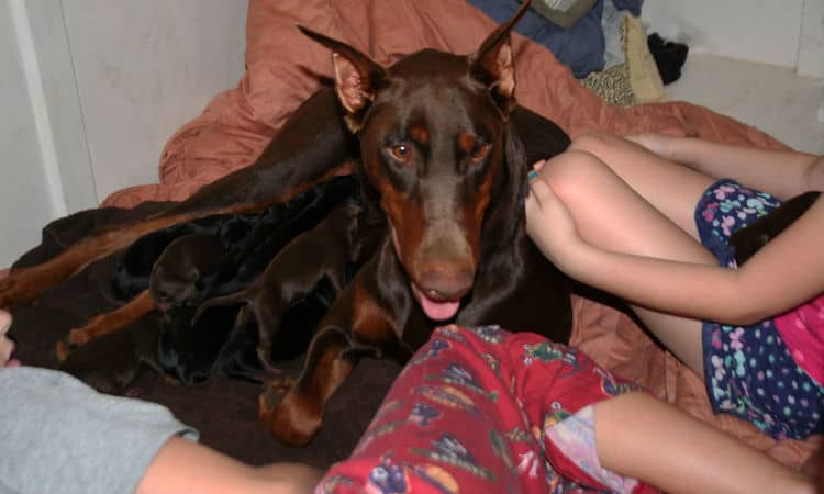 day old doberman puppies birth pictures to tail docks