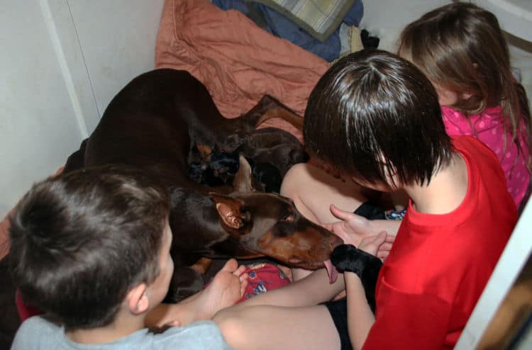 day old doberman puppies birth pictures to tail docks