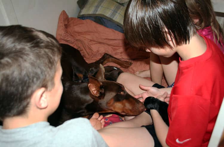 day old doberman puppies birth pictures to tail docks