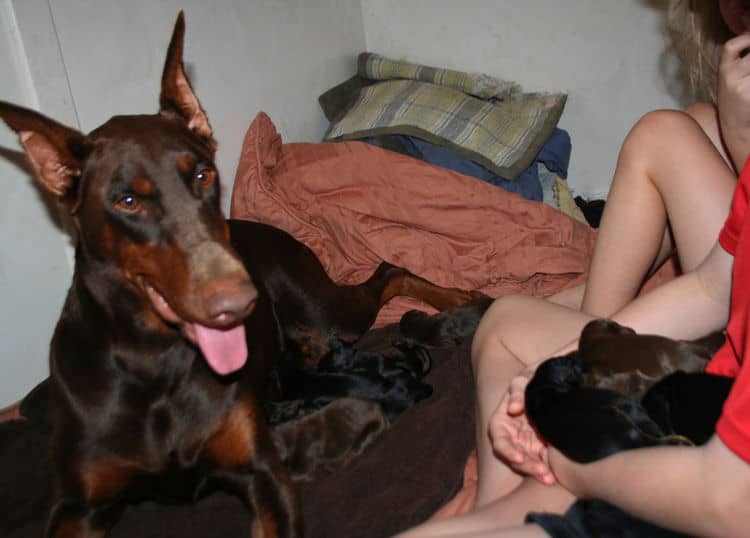 day old doberman puppies birth pictures to tail docks