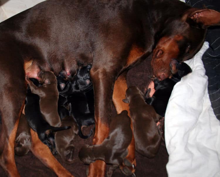 day old doberman puppies birth pictures to tail docks