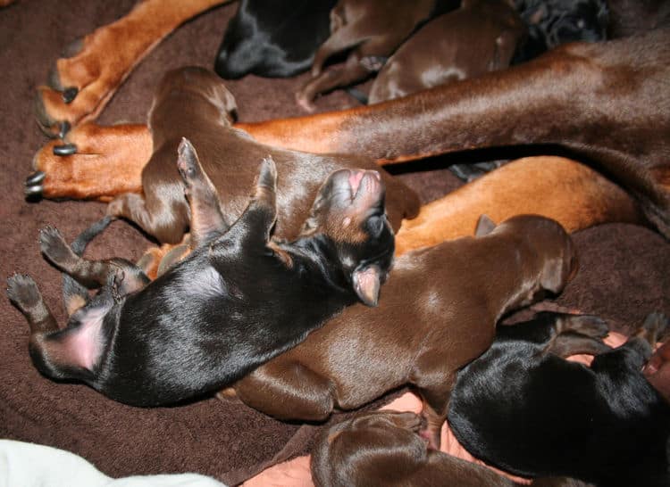 day old doberman puppies birth pictures to tail docks