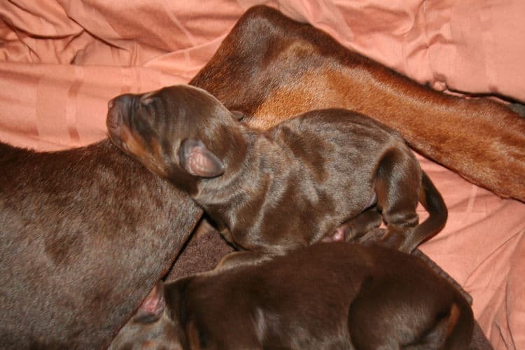 day old doberman puppies birth pictures to tail docks