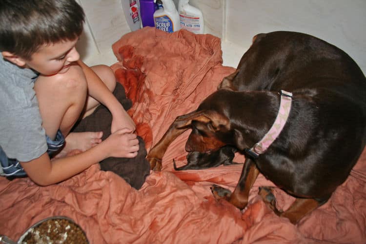 day old doberman puppies birth pictures to tail docks