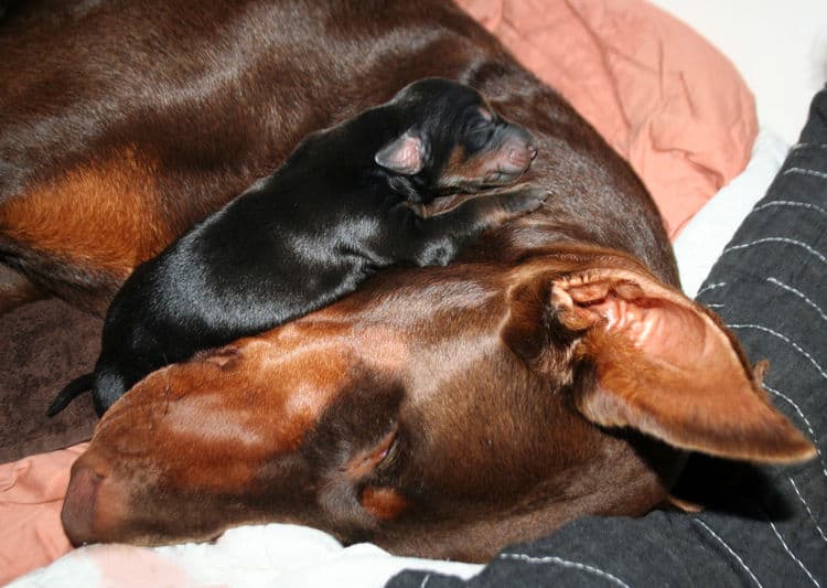 day old doberman puppies birth pictures to tail docks