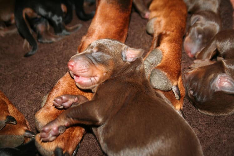 day old doberman puppies birth pictures to tail docks