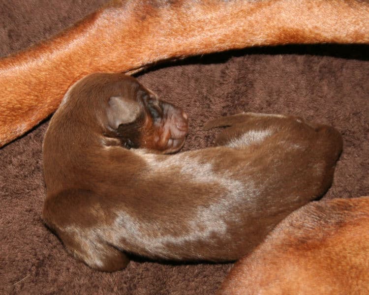 day old doberman puppies birth pictures to tail docks