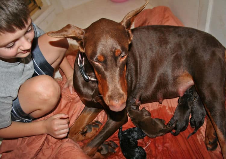 day old doberman puppies birth pictures to tail docks