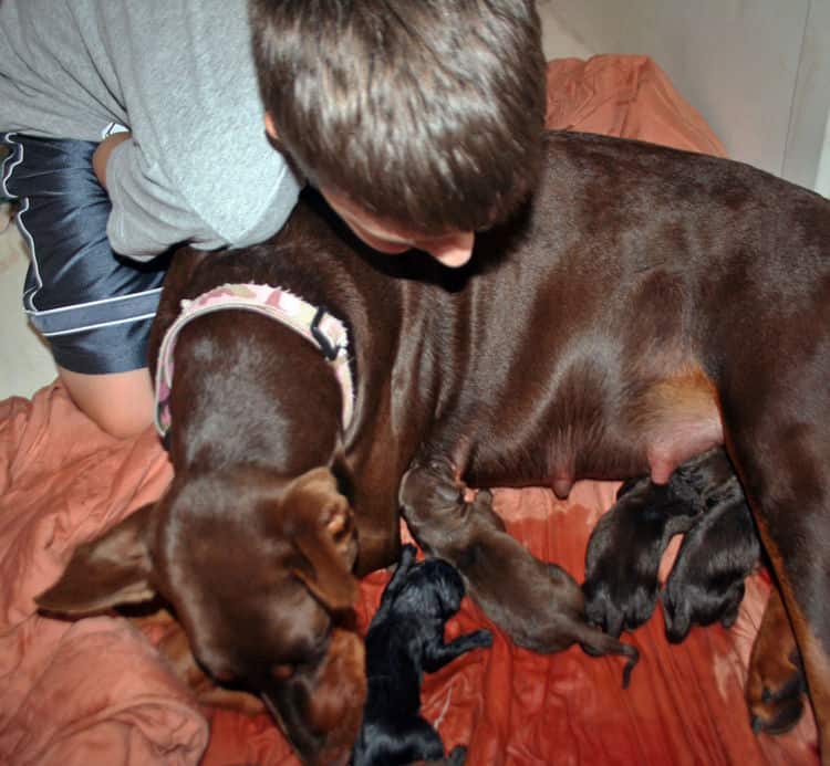 day old doberman puppies birth pictures to tail docks