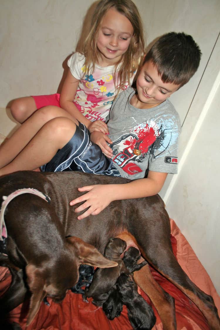 day old doberman puppies birth pictures to tail docks