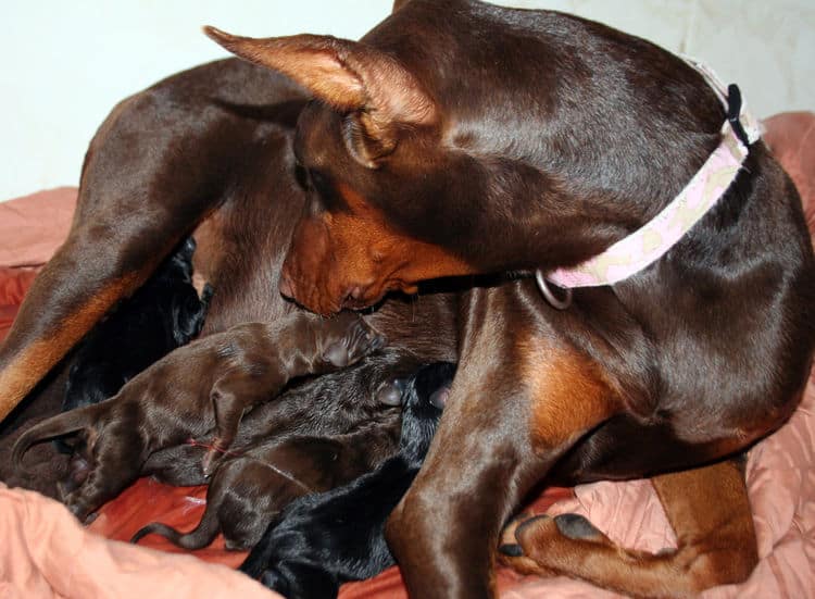 day old doberman puppies birth pictures to tail docks