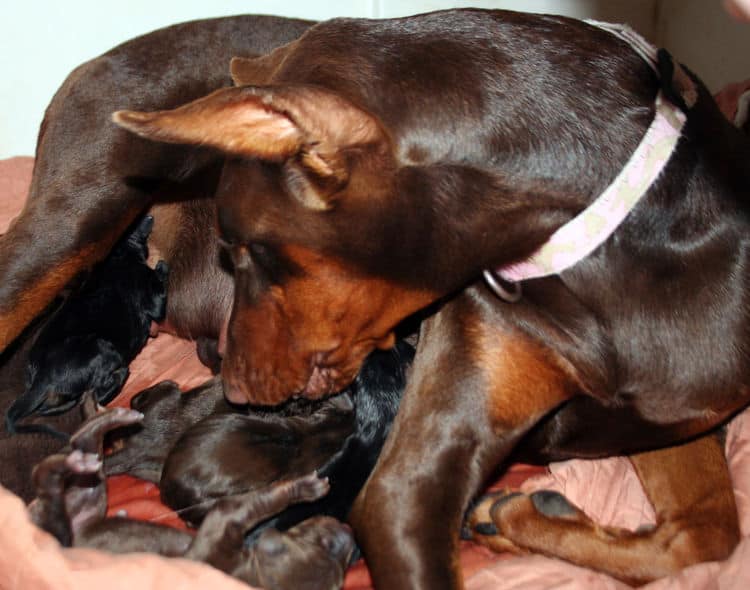 day old doberman puppies birth pictures to tail docks