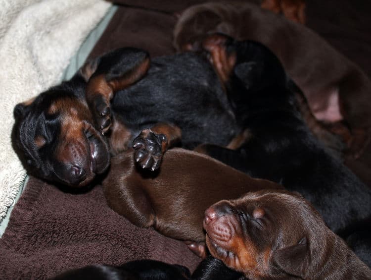 red rust female doberman puppies - blacks and reds, males and females