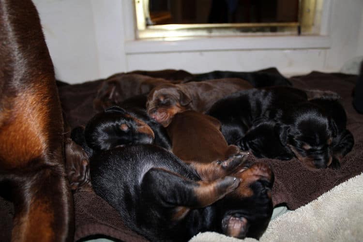 red rust female doberman puppies - blacks and reds, males and females