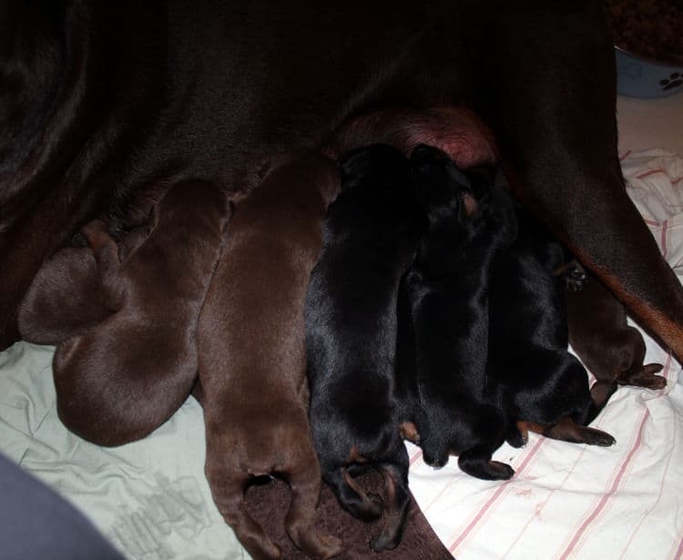 red rust female doberman puppies - blacks and reds, males and females