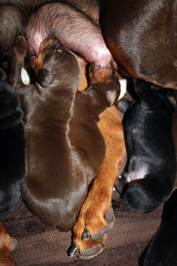 red rust female doberman puppies - blacks and reds, males and females