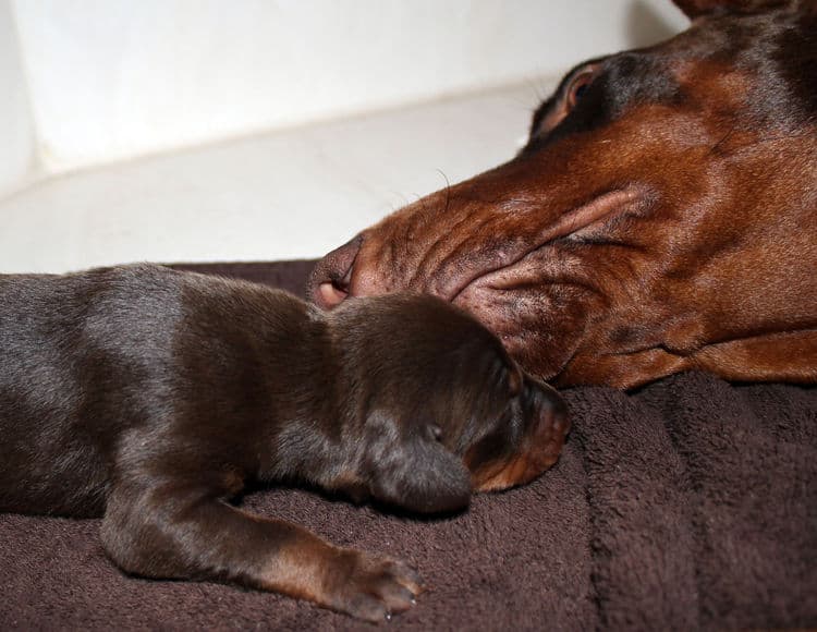 red rust female doberman puppies - blacks and reds, males and females