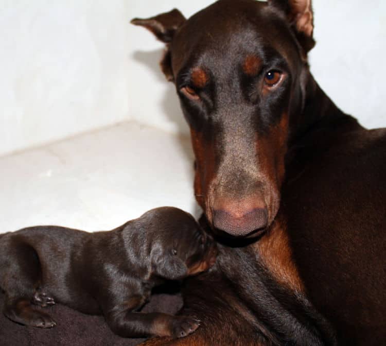 red rust female doberman puppies - blacks and reds, males and females