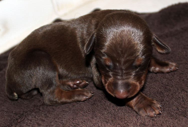 red rust female doberman puppies - blacks and reds, males and females