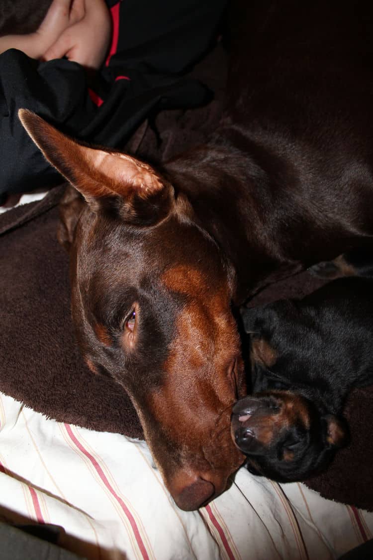 red rust female doberman puppies - blacks and reds, males and females