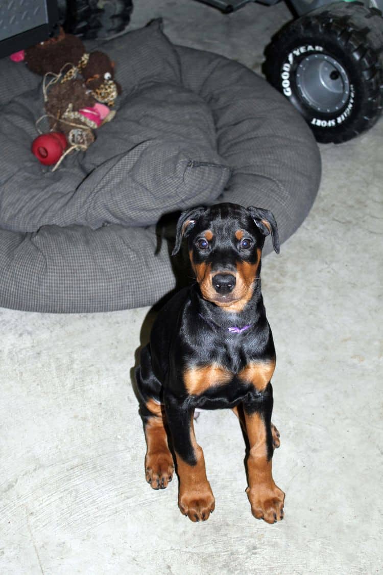 cropped black and rust female dobie pup; champion sired