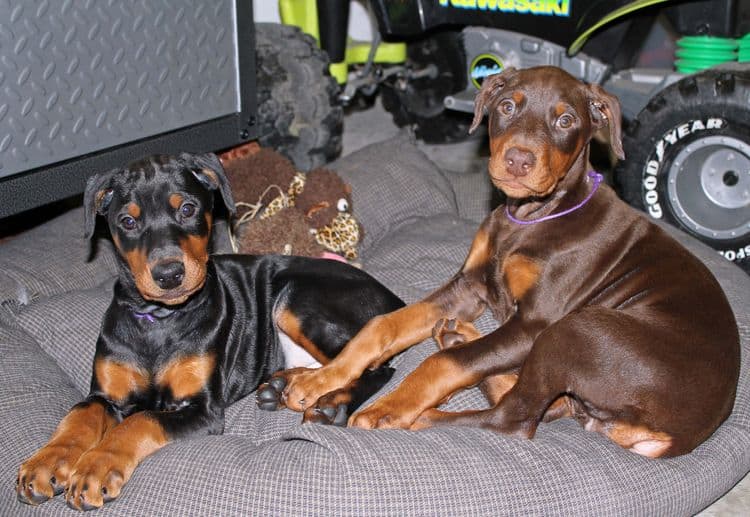 8 week old cropped female doberman pups; champion sired