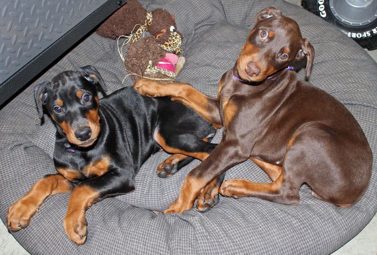 cropped red and rust female dobie pup; champion sired