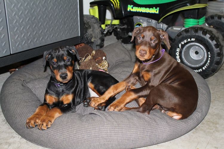 cropped red and rust female dobie pup; champion sired