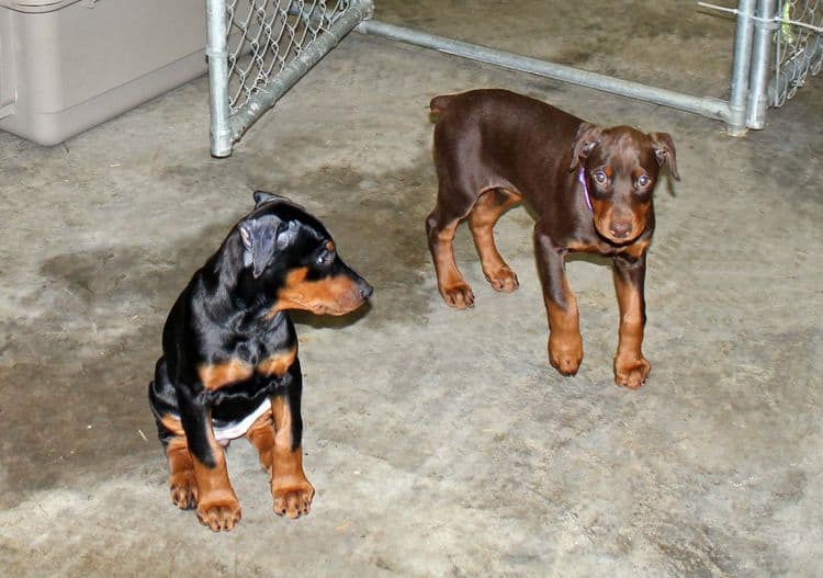 cropped red and rust female dobie pup; champion sired