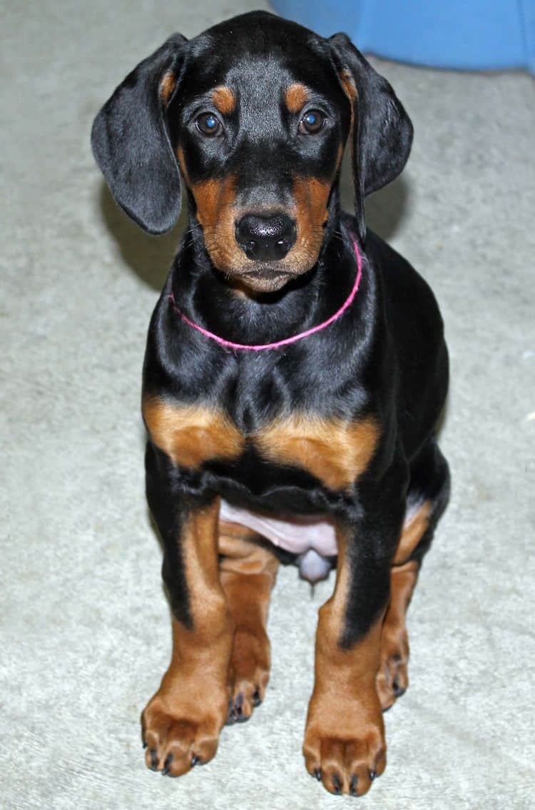 black and rust female doberman puppy; champion sired