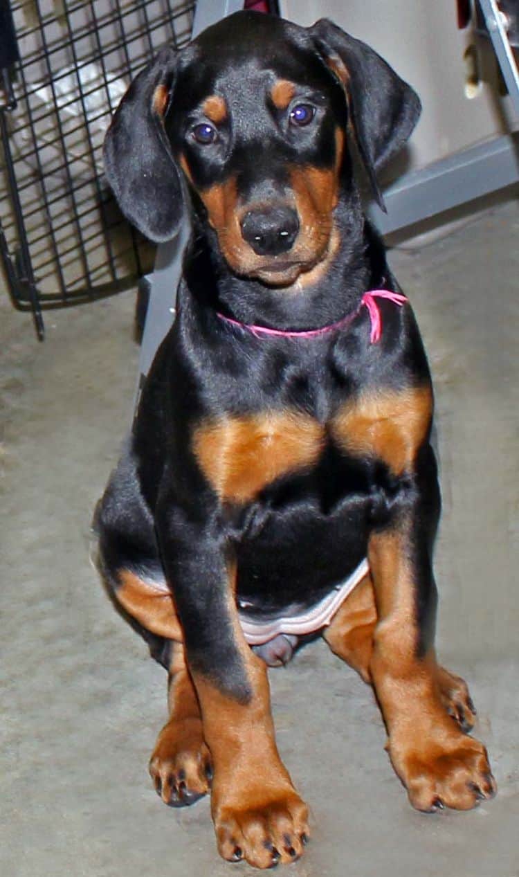 black and rust female doberman puppy; champion sired