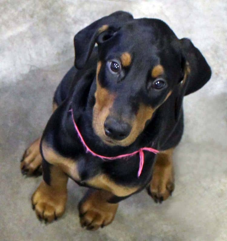 black and rust female doberman puppy; champion sired