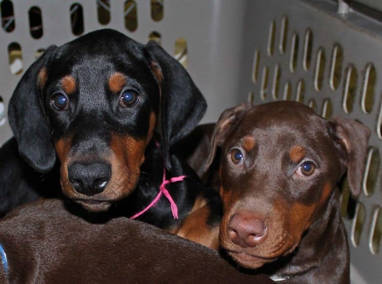 black and rust female doberman puppy; champion sired