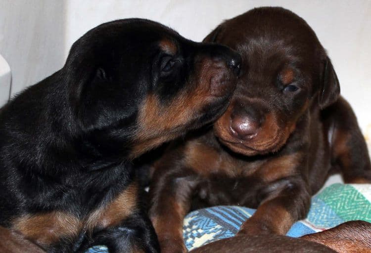 2 week old dobie pups black and rust, red and rust; champion sired