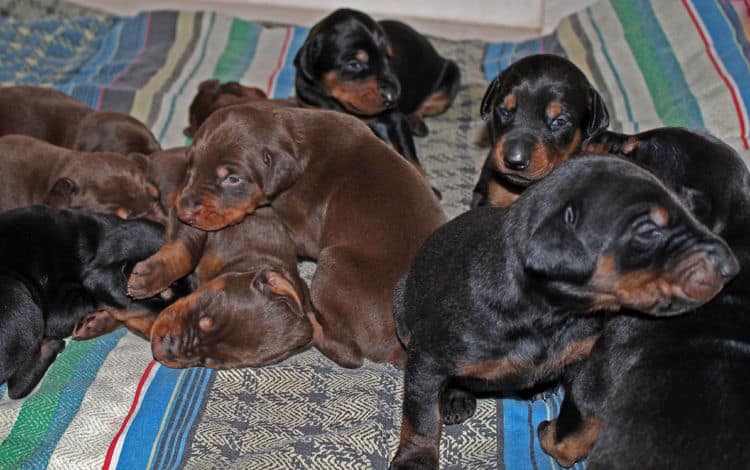 2 week old dobie pups black and rust, red and rust; champion sired